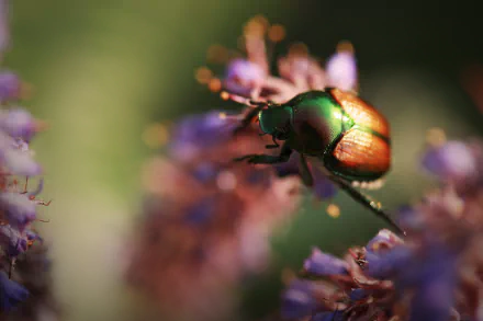 Animal beetle HD Desktop Wallpaper | Background Image