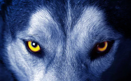HD desktop wallpaper featuring a close-up of a wolf's face with intense yellow eyes against a dark blue background.