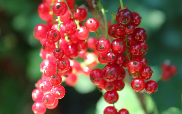 food currants HD Desktop Wallpaper | Background Image