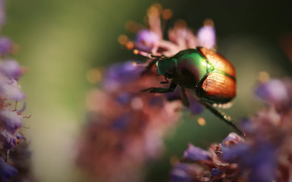 Animal beetle HD Desktop Wallpaper | Background Image