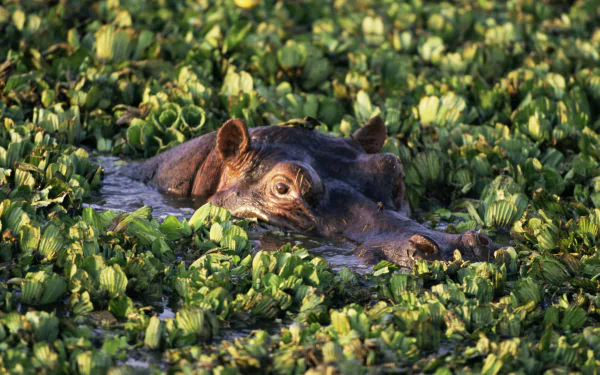 HD desktop wallpaper featuring a close-up of a hippo partially submerged among dense green aquatic plants.