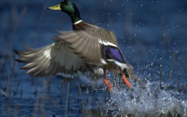 HD PC desktop wallpaper of a mallard (animal) launching from water, wings spread as droplets fly against a deep blue background.