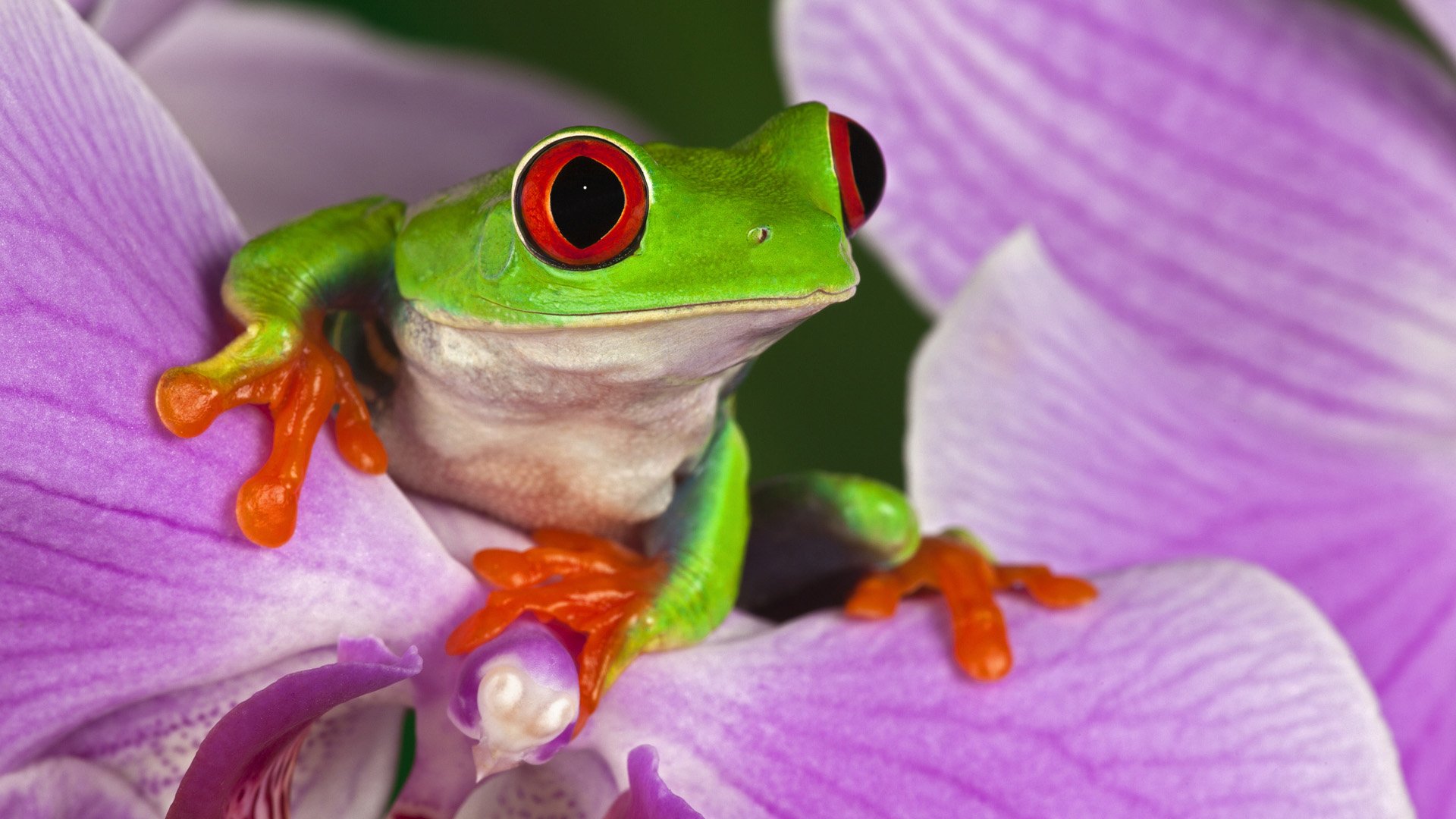 Close-up of a red-eyed tree frog perched on vibrant purple flower petals, showcased in HD as a striking PC desktop wallpaper and background.