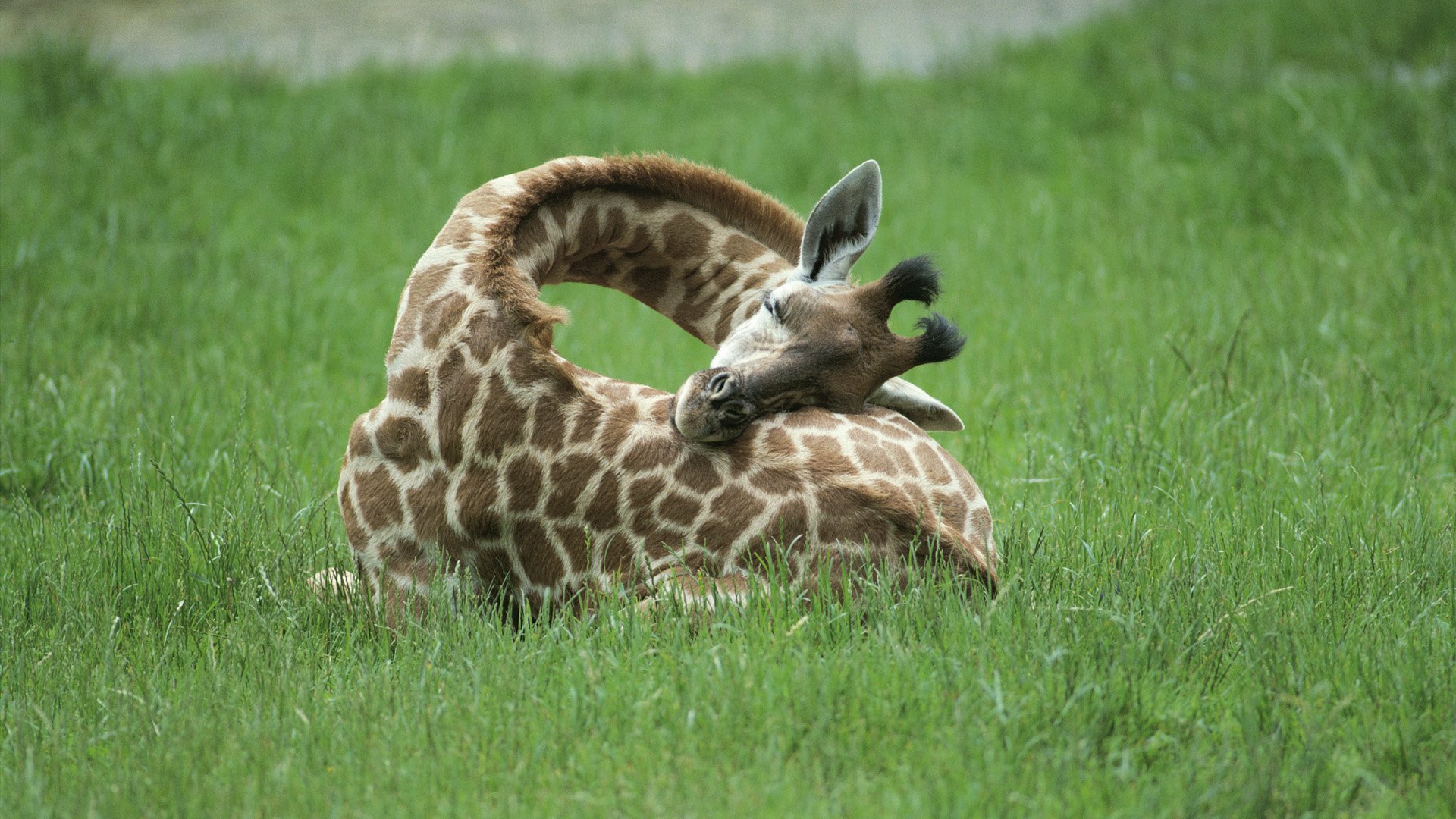 HD PC desktop wallpaper featuring a giraffe lying on green grass, its neck gracefully curved as it grooms itself in a peaceful animal scene.
