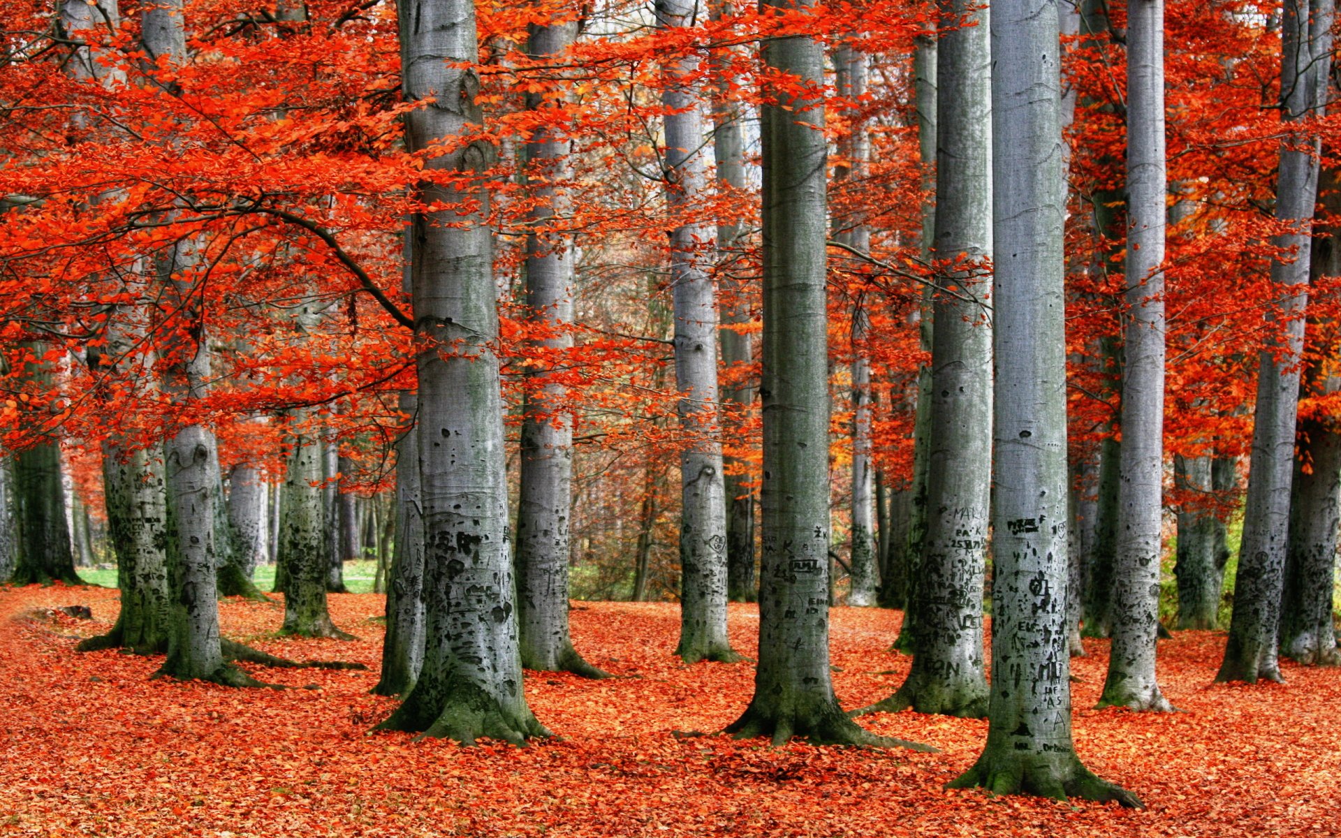 HD PC desktop wallpaper featuring a vibrant fall forest scene with tall trees and bright orange leaves covering the ground, showcasing the beauty of nature in autumn.