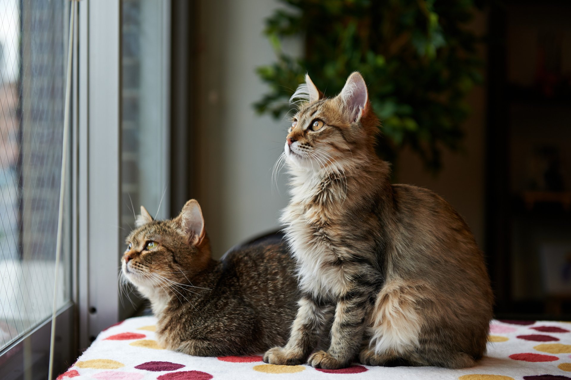 Two cats sit side by side on a colorful blanket, gazing out a window. The image showcases their curious expressions, making it an inviting HD desktop wallpaper.