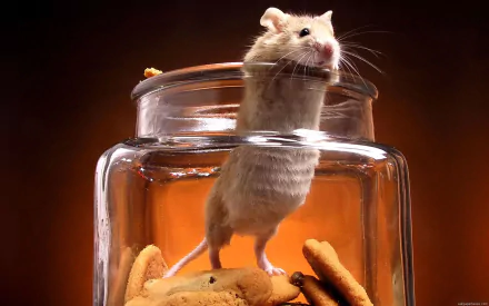 HD desktop wallpaper showing a curious mouse standing inside a glass jar filled with cookies against a warm, dark background.