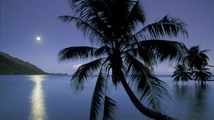 nature palm tree HD Desktop Wallpaper | Background Image