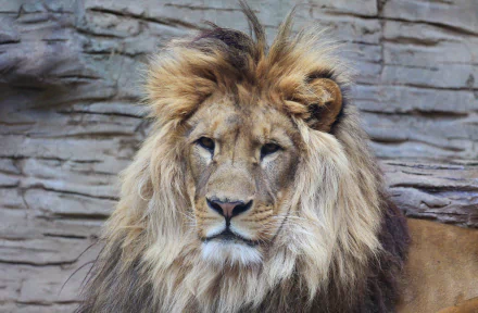 HD PC desktop wallpaper featuring a close-up of a majestic lion with a full mane against a rocky background.