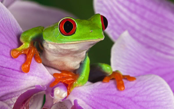 Close-up of a red-eyed tree frog perched on vibrant purple flower petals, showcased in HD as a striking PC desktop wallpaper and background.