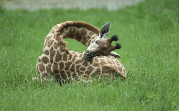 HD PC desktop wallpaper featuring a giraffe lying on green grass, its neck gracefully curved as it grooms itself in a peaceful animal scene.