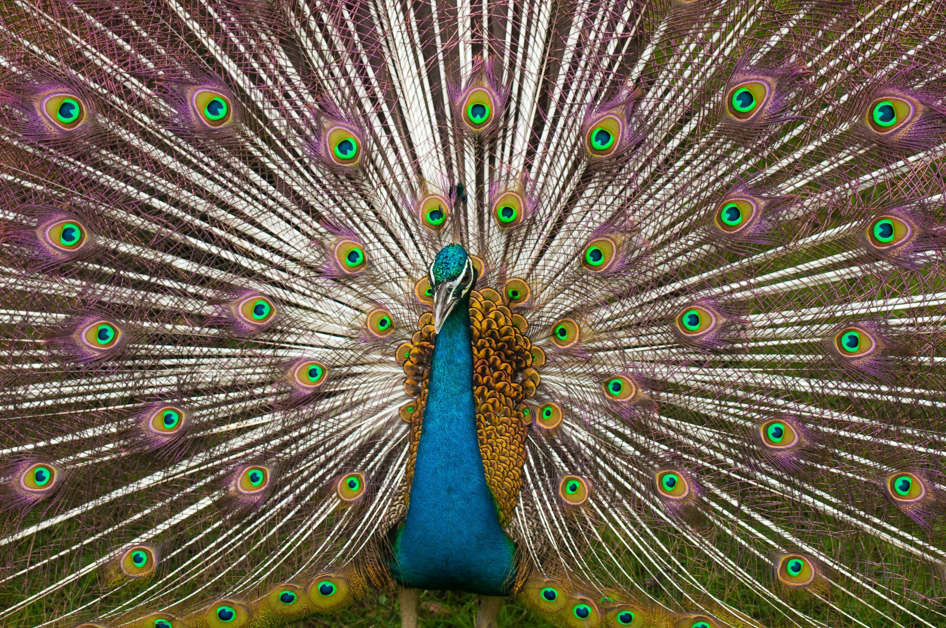 A vibrant peacock displays its striking plumage, capturing attention with its rich blue and gold colors. This 4K Ultra HD image makes a stunning desktop wallpaper and background.