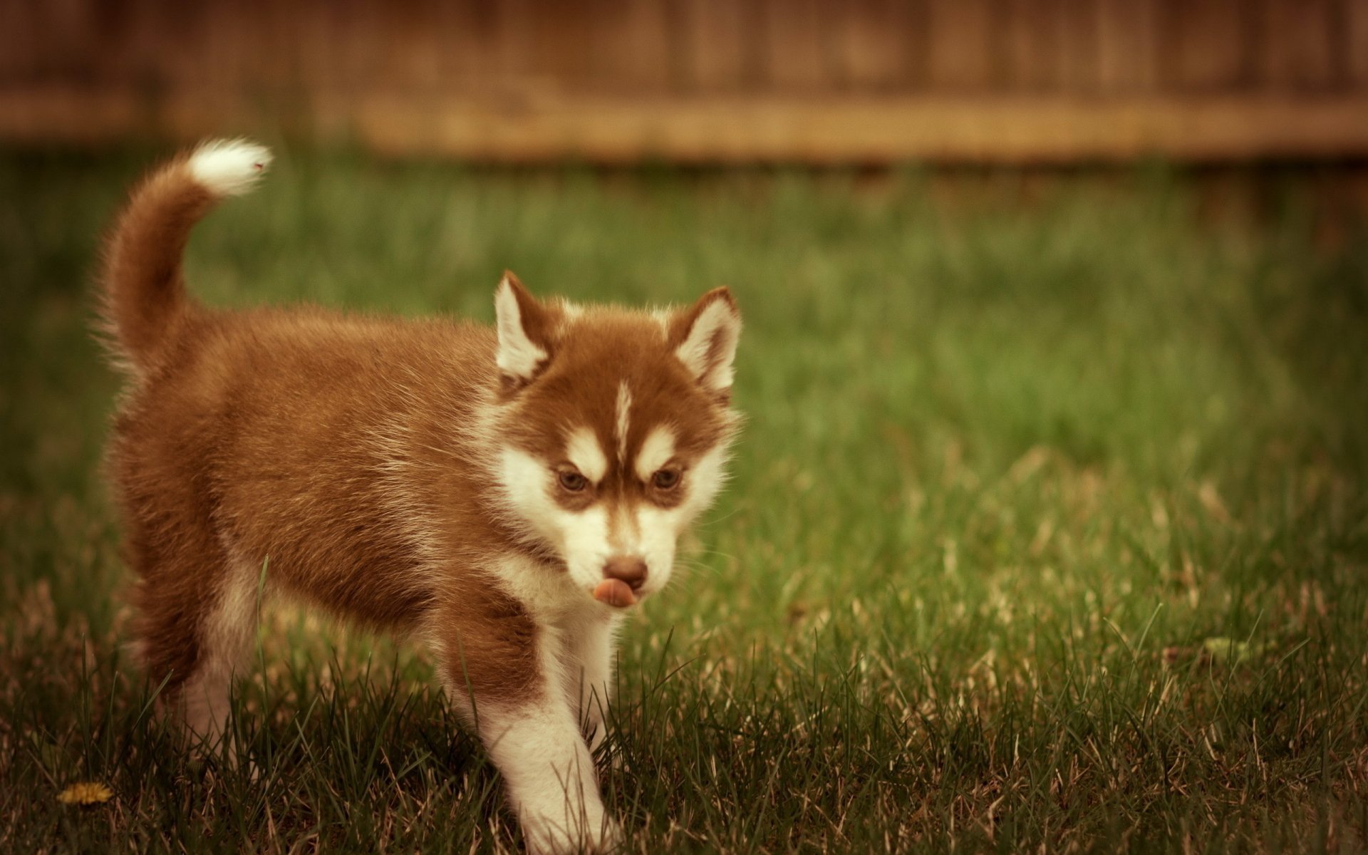 HD desktop wallpaper featuring a brown and white Husky puppy walking on green grass with a blurred wooden fence in the background.