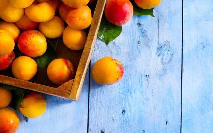 food apricot HD Desktop Wallpaper | Background Image