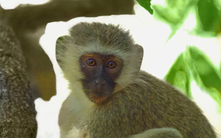 Animal Japanese macaque snow monkey HD Desktop Wallpaper | Background Image