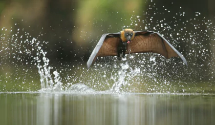 HD wallpaper of a bat skimming over water causing a splash, perfectly suited for desktop backgrounds.