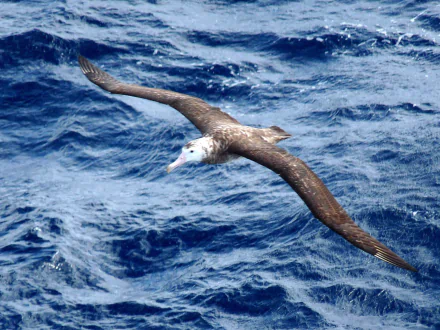 Animal albatross HD Desktop Wallpaper | Background Image