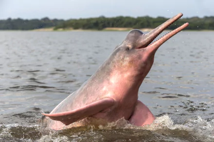  Amazon River Dolphin