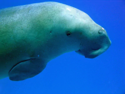 Animal dugong HD Desktop Wallpaper | Background Image