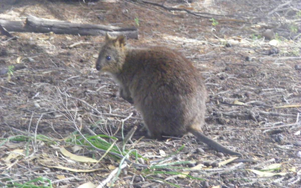 Quokka (tagged quaka) on leaf-strewn ground, brown fur and long tail, animal portrait — HD PC desktop wallpaper/background.