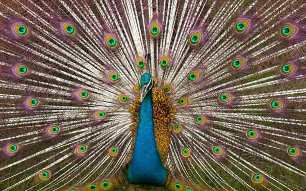 A vibrant peacock displays its striking plumage, capturing attention with its rich blue and gold colors. This 4K Ultra HD image makes a stunning desktop wallpaper and background.