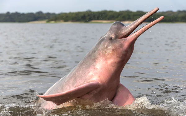  Amazon River Dolphin