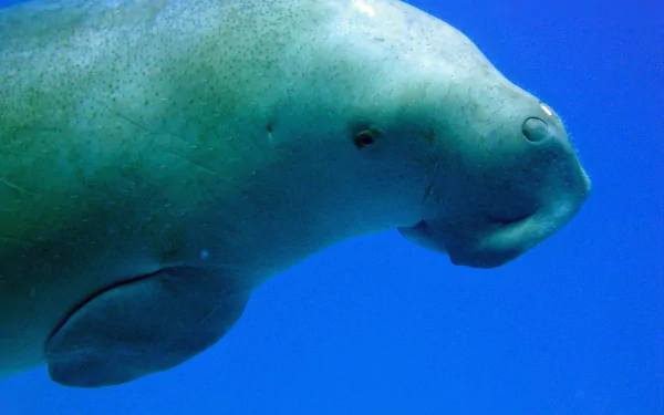 Animal dugong HD Desktop Wallpaper | Background Image