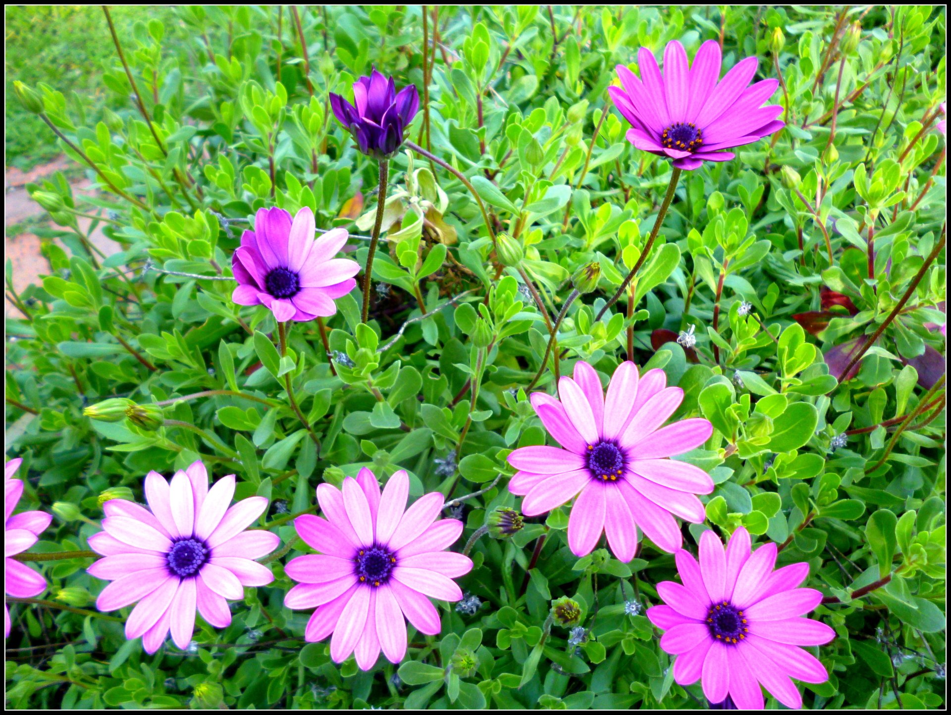 Nature African Daisy 4k Ultra HD Wallpaper