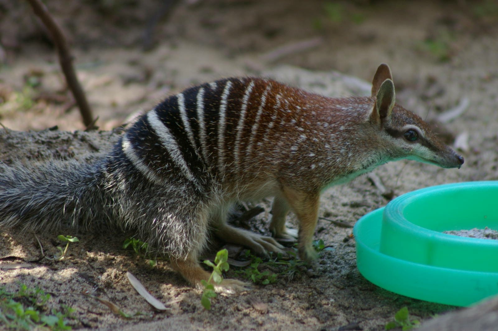 Download Animal Numbat Wallpaper
