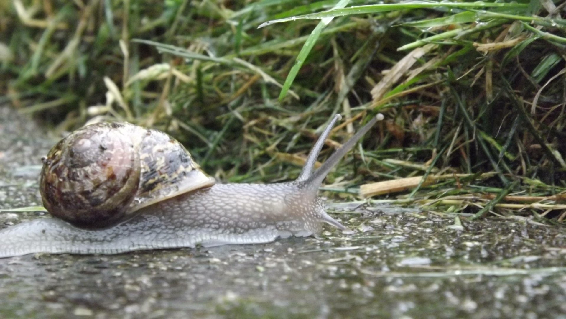 Close-up of a snail crawling across wet ground beside grass, rendered as a high-detail 4K Ultra HD PC desktop wallpaper background.