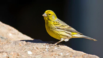 HD desktop wallpaper featuring a vibrant yellow canary perched on a rock against a dark background, highlighting the bird's detailed feathers and bright colors.