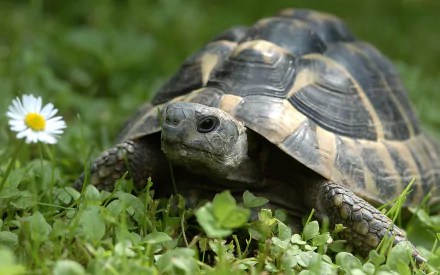HD PC desktop wallpaper featuring a close-up of a turtle on green grass beside a white daisy flower.