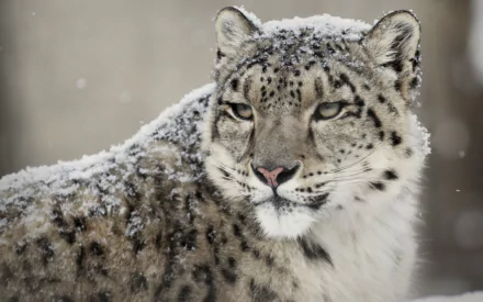 A close-up of a snow leopard covered in snow, showcasing its striking features and majestic gaze. This image serves as an HD PC desktop wallpaper and background.