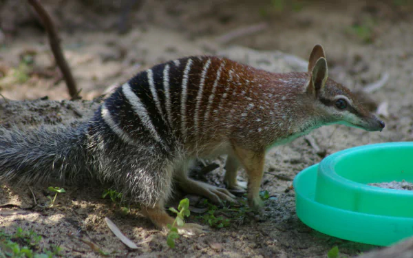 Animal numbat HD Desktop Wallpaper | Background Image