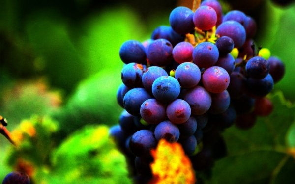Food Grapes Fruits HD Wallpaper | Background Image