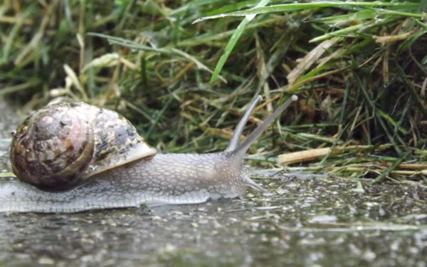 Close-up of a snail crawling across wet ground beside grass, rendered as a high-detail 4K Ultra HD PC desktop wallpaper background.