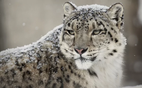 A close-up of a snow leopard covered in snow, showcasing its striking features and majestic gaze. This image serves as an HD PC desktop wallpaper and background.