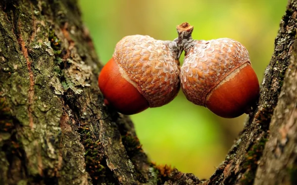 food acorn HD Desktop Wallpaper | Background Image