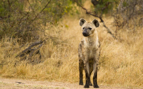 HD desktop wallpaper featuring a spotted hyena standing alert in dry grassland with scattered bushes in the background.