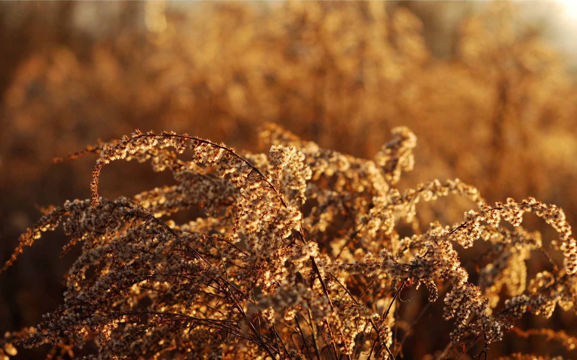 Download Nature Plant HD Wallpaper