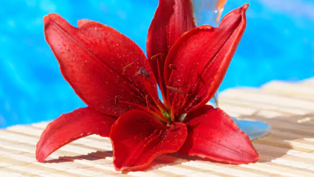 nature lily HD Desktop Wallpaper | Background Image