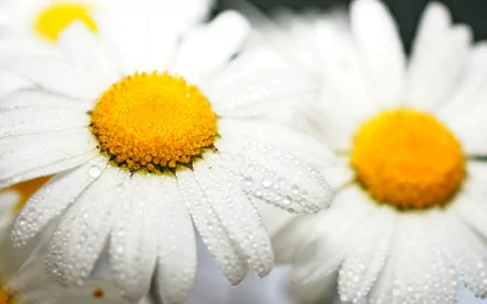 Close-up HD desktop wallpaper of fresh daisies with white petals and vibrant yellow centers, adorned with morning dew drops, showcasing natural beauty and delicate detail.