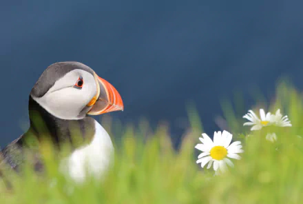 HD PC desktop wallpaper and background: a puffin (animal) perched amid green grass and white daisies with a soft blue sea backdrop.