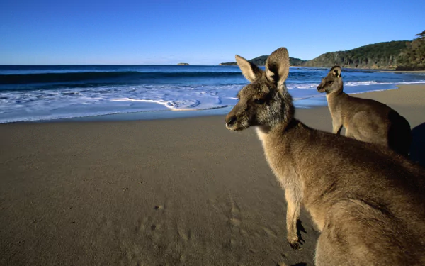 Two kangaroos stand on a sandy beach, gazing at the calm ocean waves under a clear blue sky. This serene scene captures the unique blend of wildlife and coastal beauty.