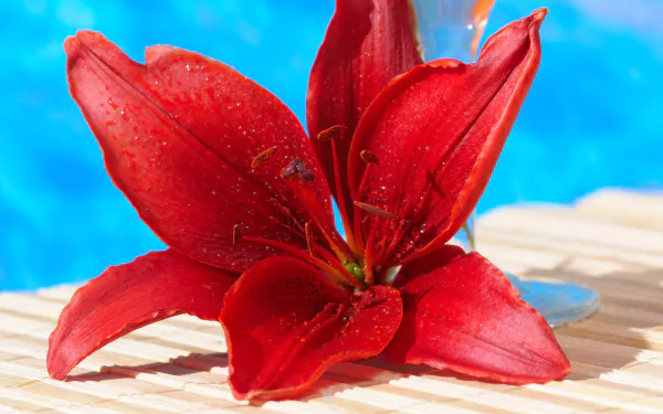 nature lily HD Desktop Wallpaper | Background Image