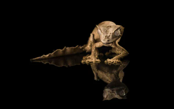 Animal satanic leaf-tailed gecko HD Desktop Wallpaper | Background Image