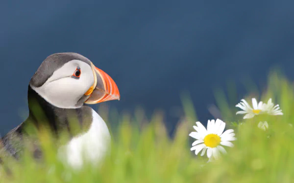 HD PC desktop wallpaper and background: a puffin (animal) perched amid green grass and white daisies with a soft blue sea backdrop.