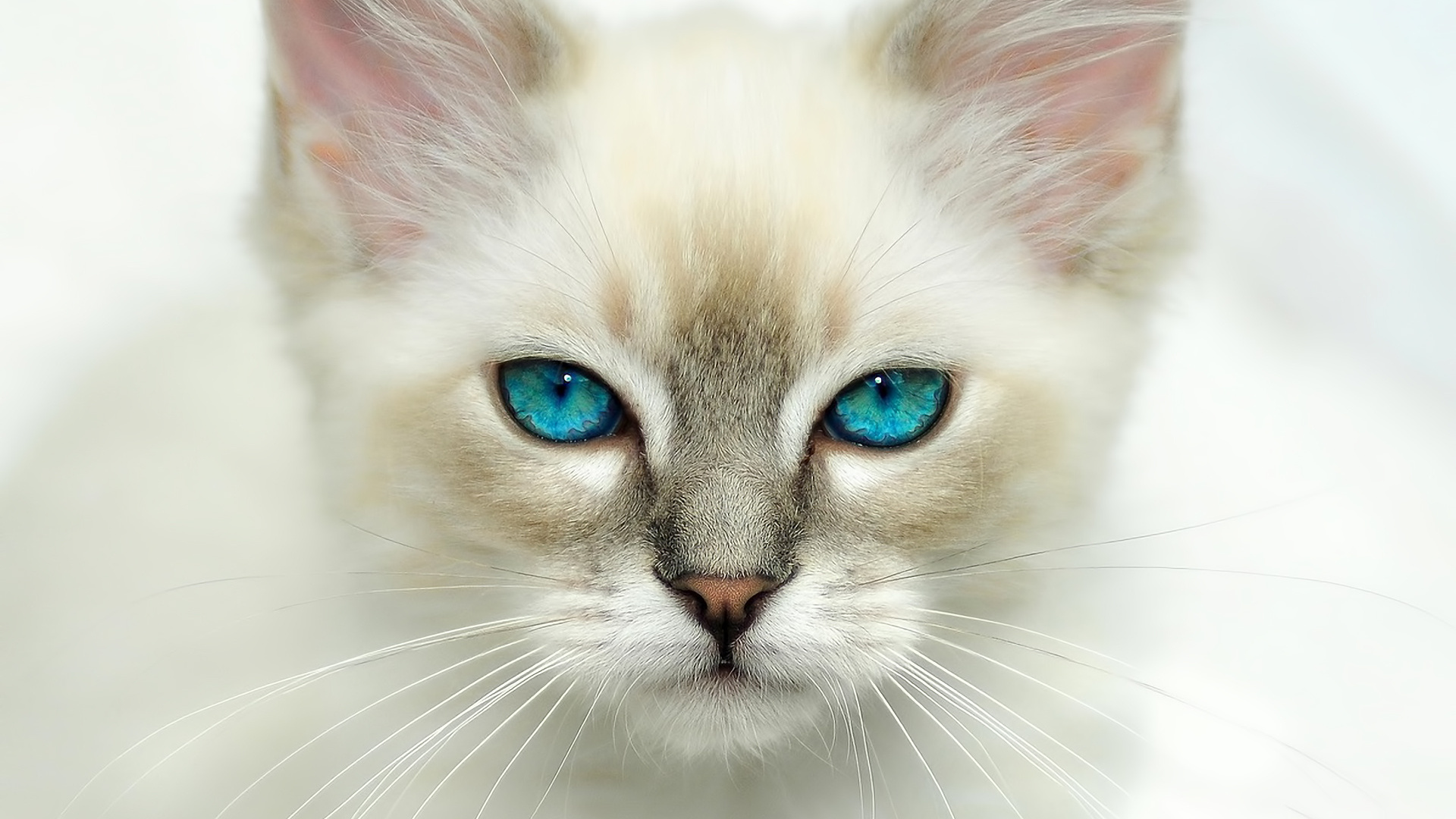 Cat Full HD Wallpaper and Background Image | 1920x1080 | ID:441301