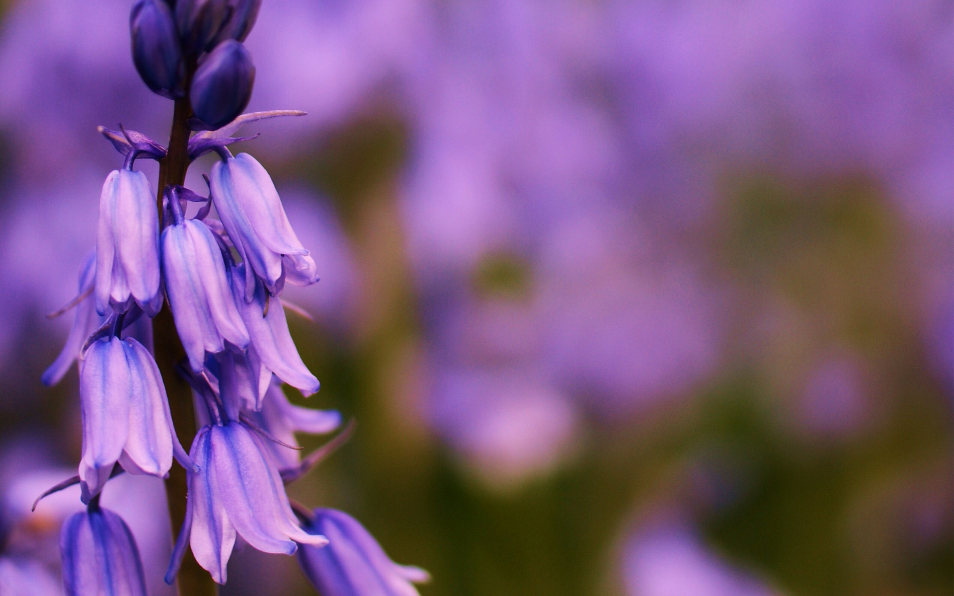 Earth Bellflower HD Wallpaper | Background Image