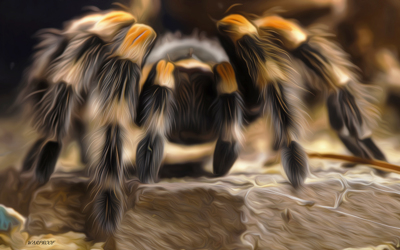 Animal Tarantula HD Wallpaper | Background Image
